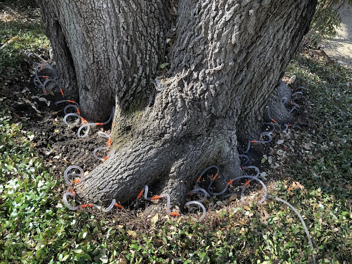 Detailed Tree Cabling and Bracing job site in Wellington